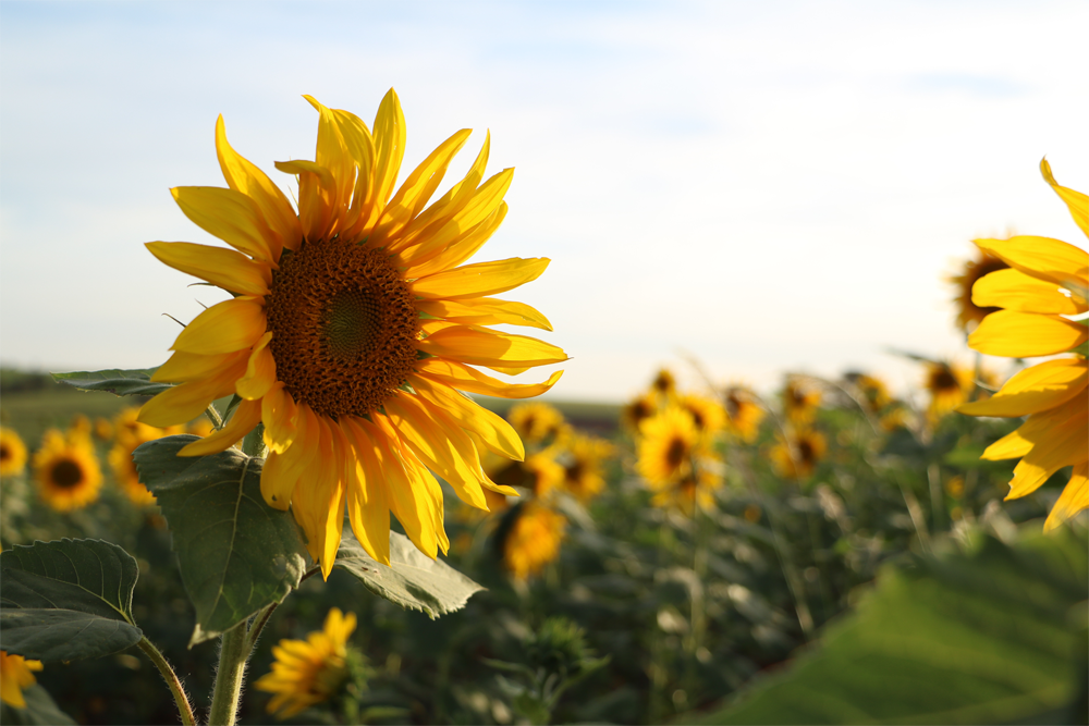 Sonnenblumen - Canva