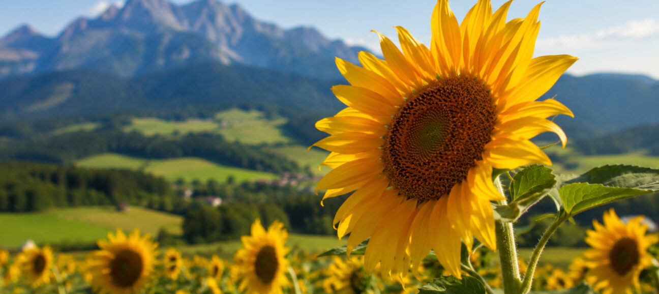 Sonnenblumen Salzburger Land - Bild: ChatGPT